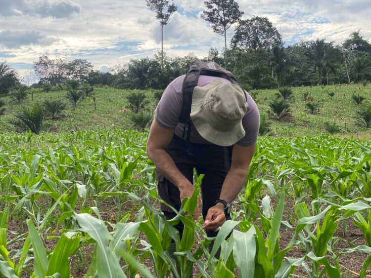Kapolsek cek Perkembangan Tanaman Jagung Di lahan Demplot Polsek Meranti Dalam Rangka Mendukung Swasembada Pangan Tahun 2025