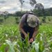Kapolsek cek Perkembangan Tanaman Jagung Di lahan Demplot Polsek Meranti Dalam Rangka Mendukung Swasembada Pangan Tahun 2025