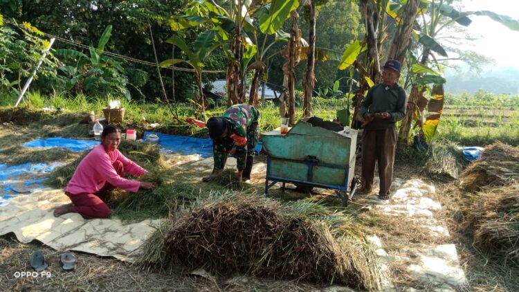 Hasil Panen Petani Klego Bagus Karena Bulir Padi Tak Roboh