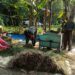 Hasil Panen Petani Klego Bagus Karena Bulir Padi Tak Roboh