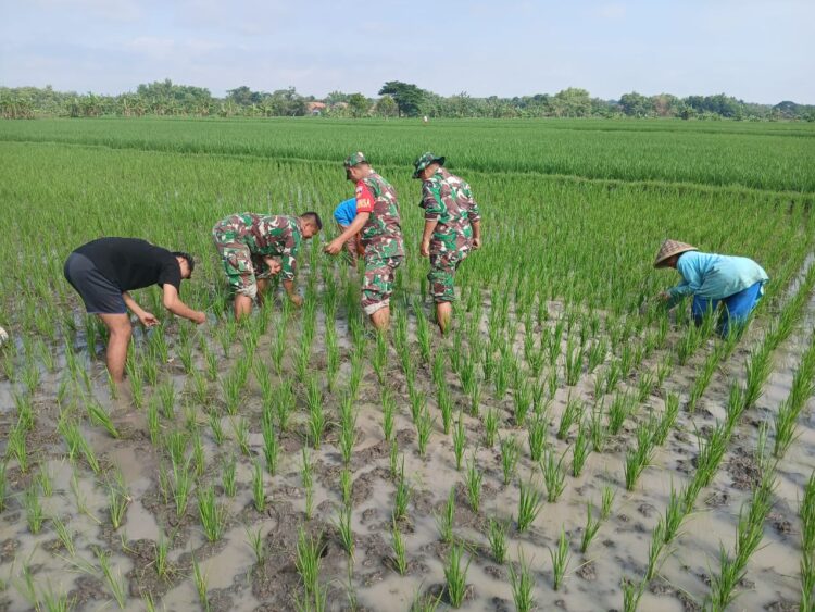 Babinsa Bergotong Royong Membersihkan Hama Rumput, Memberikan Kontribusi Dalam Meningkatkan Kesejahteraan Petani