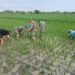 Babinsa Bergotong Royong Membersihkan Hama Rumput, Memberikan Kontribusi Dalam Meningkatkan Kesejahteraan Petani