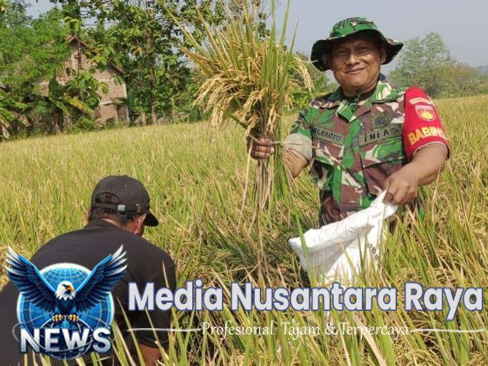 Babinsa Nogosari Dampingi Kegiatan Ubinan untuk Prediksi Hasil Panen Padi