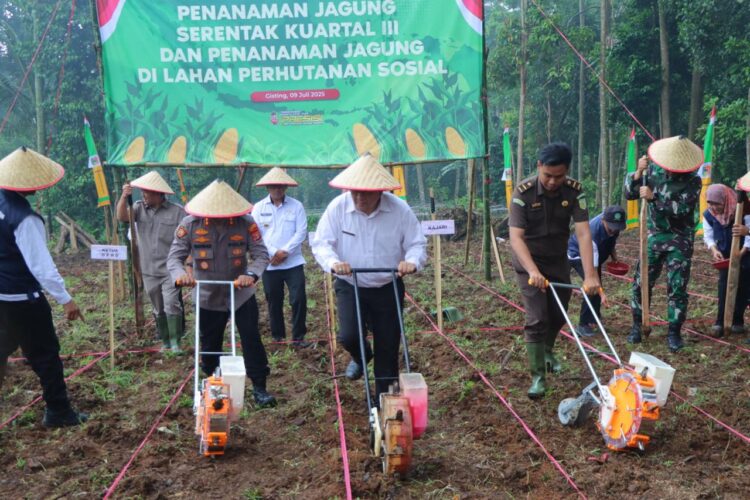 Polres Tanggamus Tanam Jagung Serentak Dukung Swasembada Pangan 2025 Kuartal III