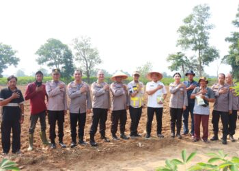 Kapolres Lampung Timur Dampingi Irwil III Itwasum Mabes Polri Tinjau Lahan Jagung Program Ketahanan Pangan