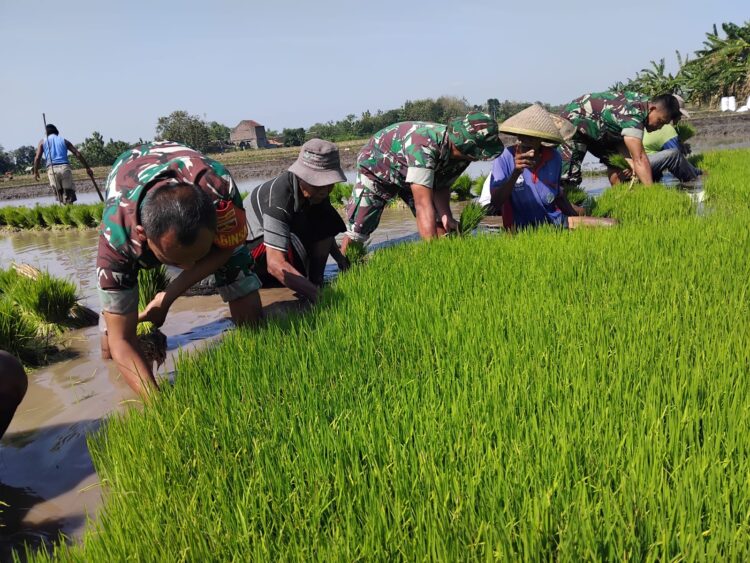 Zuhud Turun Sawah, Bantu Petani Cabut Bibit Padi