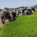 Zuhud Turun Sawah, Bantu Petani Cabut Bibit Padi