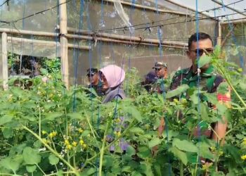 Babinsa Pantau Pertumbuhan Tanaman Tomat UMKM “Makmur Tani”   