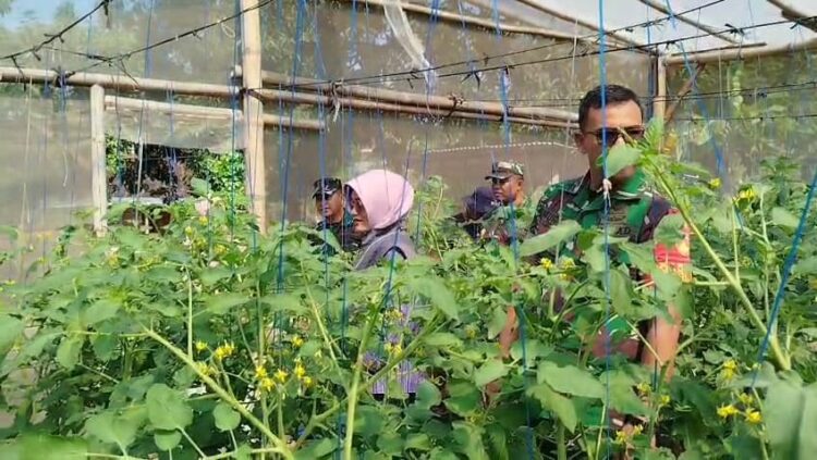 Babinsa Pantau Pertumbuhan Tanaman Tomat UMKM “Makmur Tani”
