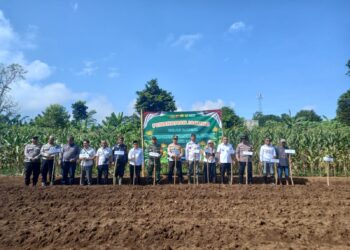 Polsek Caringin Polres Bogor Gelar Penanaman Jagung pipih Dukung Program Swasembada Pangan