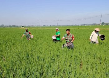 Babinsa Dukung Ketahanan Pangan, Bantu Petani Pemupukan Padi