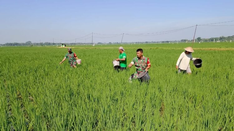 Babinsa Dukung Ketahanan Pangan, Bantu Petani Pemupukan Padi