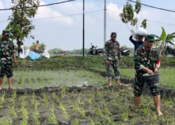Babinsa Bantu Petani, Pupuk Lahan Demi Panen Raya Yang Maksimal