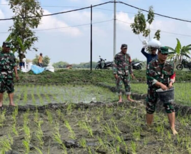 Babinsa Bantu Petani, Pupuk Lahan Demi Panen Raya Yang Maksimal