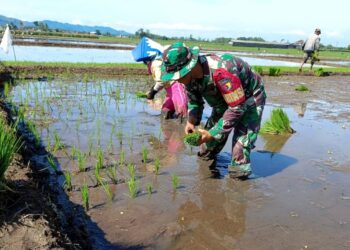 Babinsa Koramil 0818/15 Dampit Dampingi Petani Tanam Padi, Wujud Sinergi Ketahanan Pangan