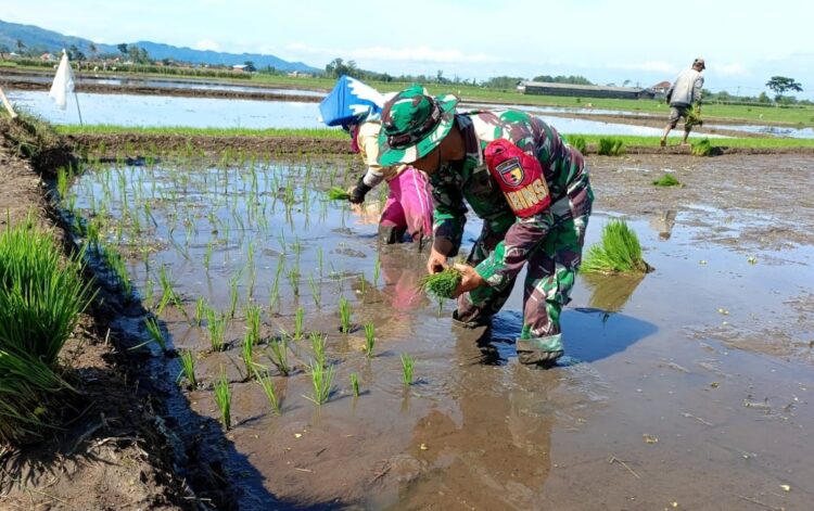 Babinsa Koramil 0818/15 Dampit Dampingi Petani Tanam Padi, Wujud Sinergi Ketahanan Pangan