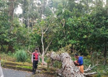 Polres Tanggamus dan Damkarmat Evakuasi Pohon Tumbang di Jalur Pemkab