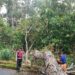 Polres Tanggamus dan Damkarmat Evakuasi Pohon Tumbang di Jalur Pemkab