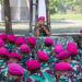 Komandan Batalyon Infanteri 3 Marinir berikan Pengarahan Kepada Prajuritnya