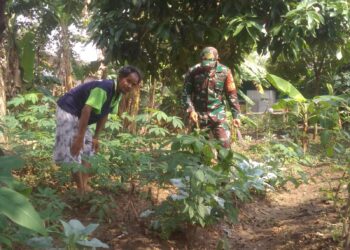 Babinsa Serengan Sambangi Lahan Ketahanan Pangan, Dorong Pemanfaatan Optimal Kesejahteraan Warga