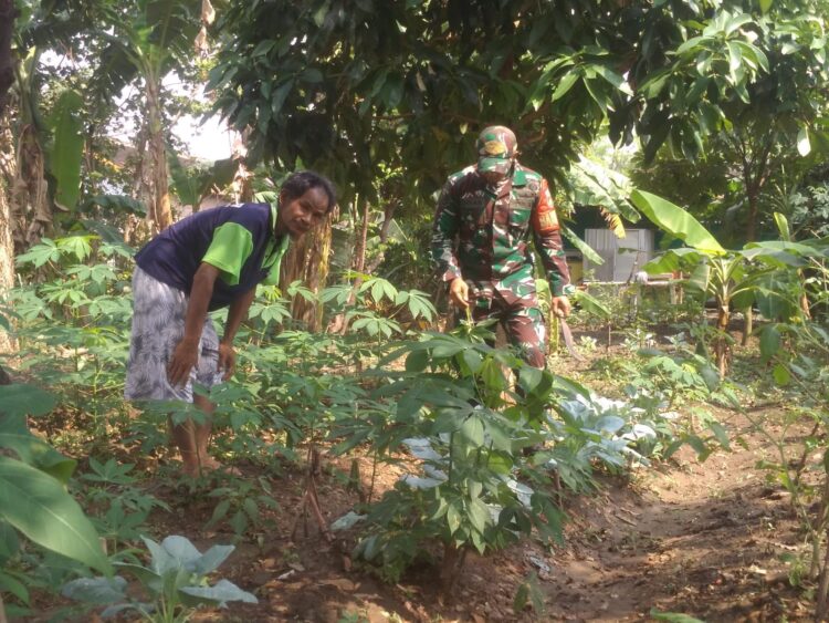 Babinsa Serengan Sambangi Lahan Ketahanan Pangan, Dorong Pemanfaatan Optimal Kesejahteraan Warga