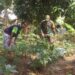 Babinsa Serengan Sambangi Lahan Ketahanan Pangan, Dorong Pemanfaatan Optimal Kesejahteraan Warga