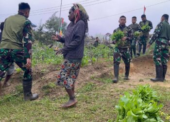 Berkebun Mandiri Satgas Yonif 521/DY Petik Hasil Panen Bersama Masyarakat Distrik Napua