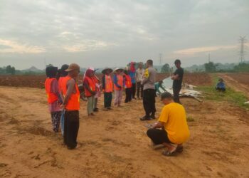 Polsek Cikarang Pusat Dukung Ketahanan Pangan Polda Metro Jaya dengan Penanaman Jagung di Desa Sukamahi   
