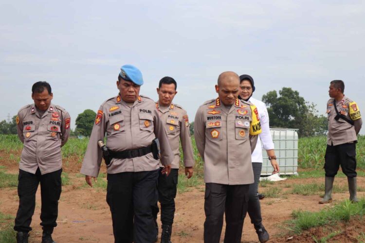 Panen Awal 2026, Kapolres Metro Bekasi Optimis Hasil Program Ketahanan Pangan Meningkat