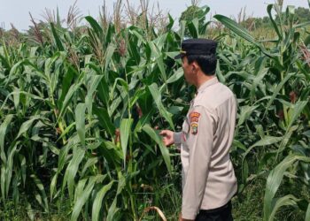Ketahanan Pangan Polda Metro Jaya: Tanaman Jagung di Cikarang Pusat Berkembang Pesat, Panen Siap di Awal Tahun 2026   