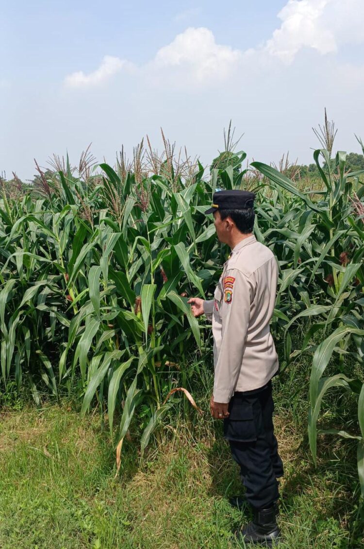 Ketahanan Pangan Polda Metro Jaya: Tanaman Jagung di Cikarang Pusat Berkembang Pesat, Panen Siap di Awal Tahun 2026   