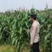 Ketahanan Pangan Polda Metro Jaya: Tanaman Jagung di Cikarang Pusat Berkembang Pesat, Panen Siap di Awal Tahun 2026   