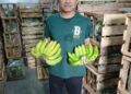 Suplayer Pisang Cavendish Dukung Program MBG, Hj Wisulan Siap Menyediakan Kebutuhan Pokok