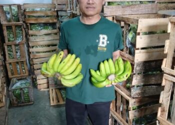 Suplayer Pisang Cavendish Dukung Program MBG, Hj Wisulan Siap Menyediakan Kebutuhan Pokok