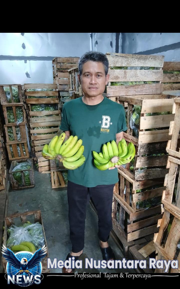 Suplayer Pisang Cavendish Dukung Program MBG, Hj Wisulan Siap Menyediakan Kebutuhan Pokok
