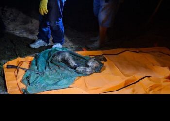 Polres Lahat Tindak Lanjuti Penemuan Mayat Perempuan Diduga Korban Mutilasi di Pulau Pinang.