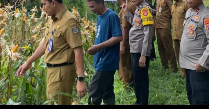 Dukung Ketahanan Pangan Nasional Polsek Cisoka Panen Jagung Hibrida Kuartal 1 Tahun 2026
