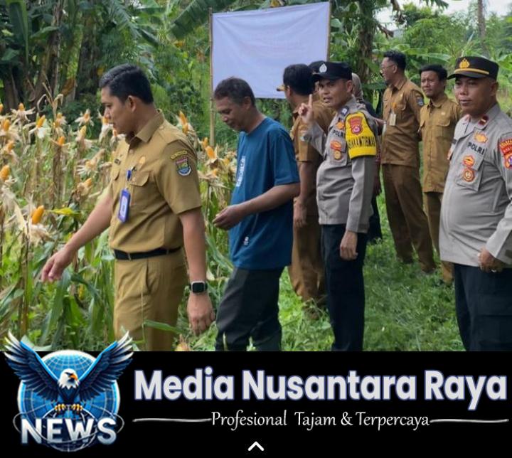 Dukung Ketahanan Pangan Nasional Polsek Cisoka Panen Jagung Hibrida Kuartal 1 Tahun 2026