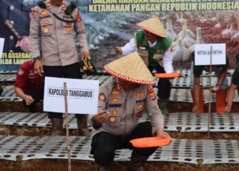 Polres Tanggamus Tanam Perdana Bawang Putih Dukung Ketahanan Pangan Nasional di Ulu Belu