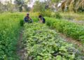 Dukung Ketahanan Pangan Babinsa Bantu Petani Rawat Tanaman Bayam
