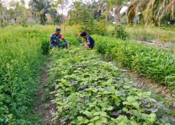 Dukung Ketahanan Pangan Babinsa Bantu Petani Rawat Tanaman Bayam