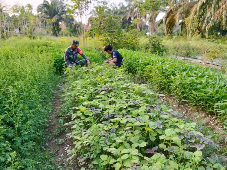 Dukung Ketahanan Pangan Babinsa Bantu Petani Rawat Tanaman Bayam