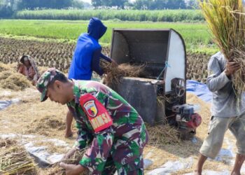 Wujud Nyata Babinsa Kaliboto Bersama Petani Laksanakan Panen Padi, Dukung Ketahanan Pangan Desa