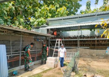 Di Balik Ribuan Butir Telur, Babinsa Turun ke Kandang Pastikan Peternakan Tetap Produktif