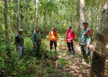 Babinsa Koramil 0420-02/Ma. Limun Aktif Monitoring Gulbencal dan Antisipasi Karhutla di Wilayah