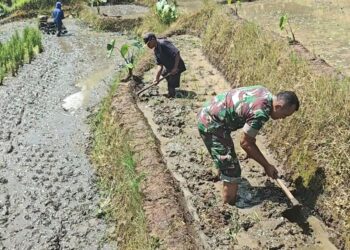 Sinergi Ketahanan Pangan, Babinsa Selorejo Turun Ke Sawah Bantu Warga Siapkan Lahan Padi