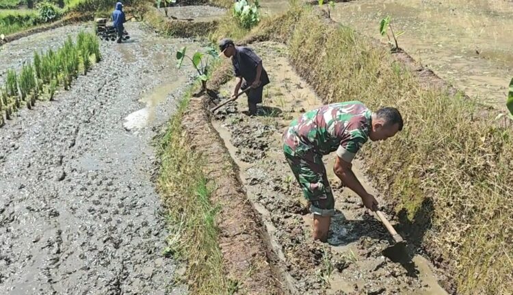 Sinergi Ketahanan Pangan, Babinsa Selorejo Turun Ke Sawah Bantu Warga Siapkan Lahan Padi
