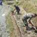Sinergi Ketahanan Pangan, Babinsa Selorejo Turun Ke Sawah Bantu Warga Siapkan Lahan Padi