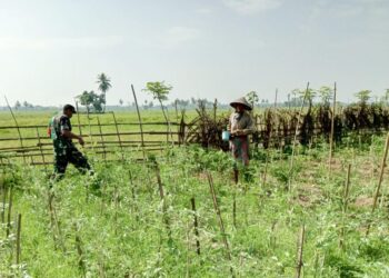Babinsa Nibong Jalin Silaturahmi Lewat Pendampingan Perawatan Kebun Cabai Warga
