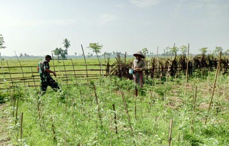 Babinsa Nibong Jalin Silaturahmi Lewat Pendampingan Perawatan Kebun Cabai Warga